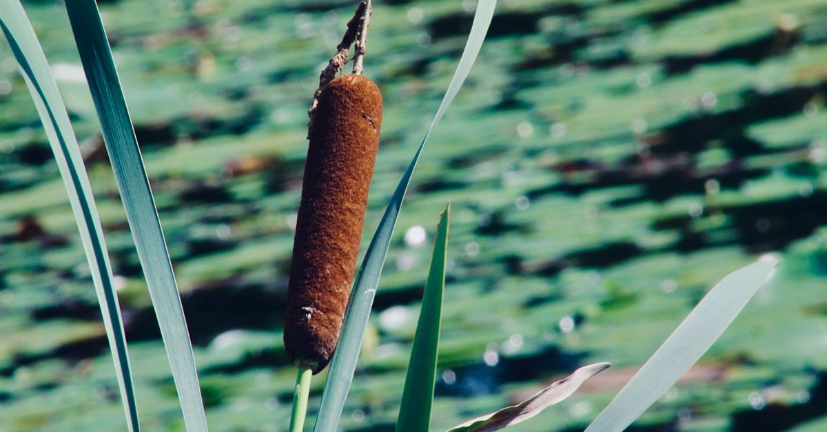 Champ Life Reed Close-up of Cattail Reed in Natural Wetland · Free Stock Photo