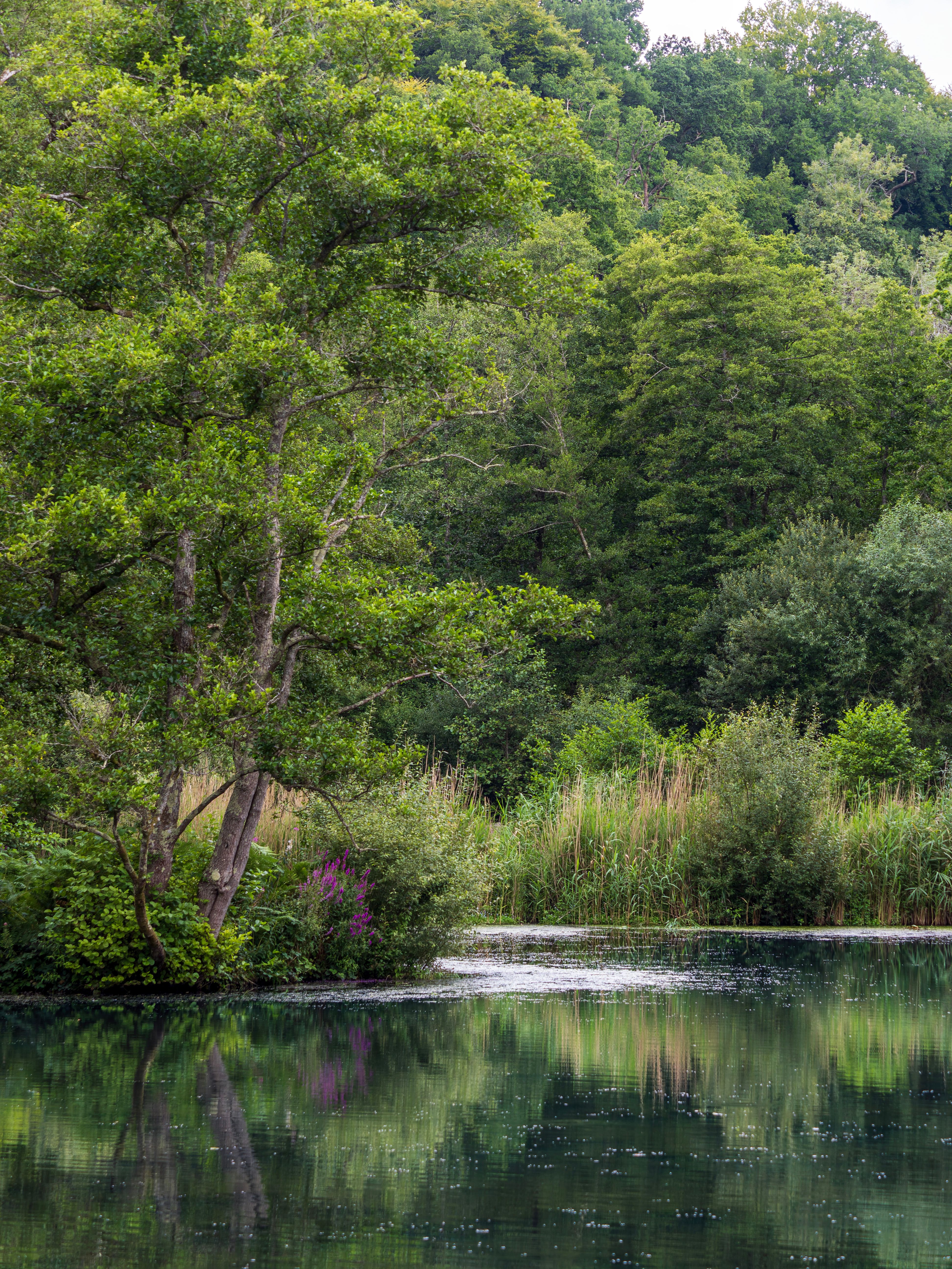 serene forest river landscape with reflections