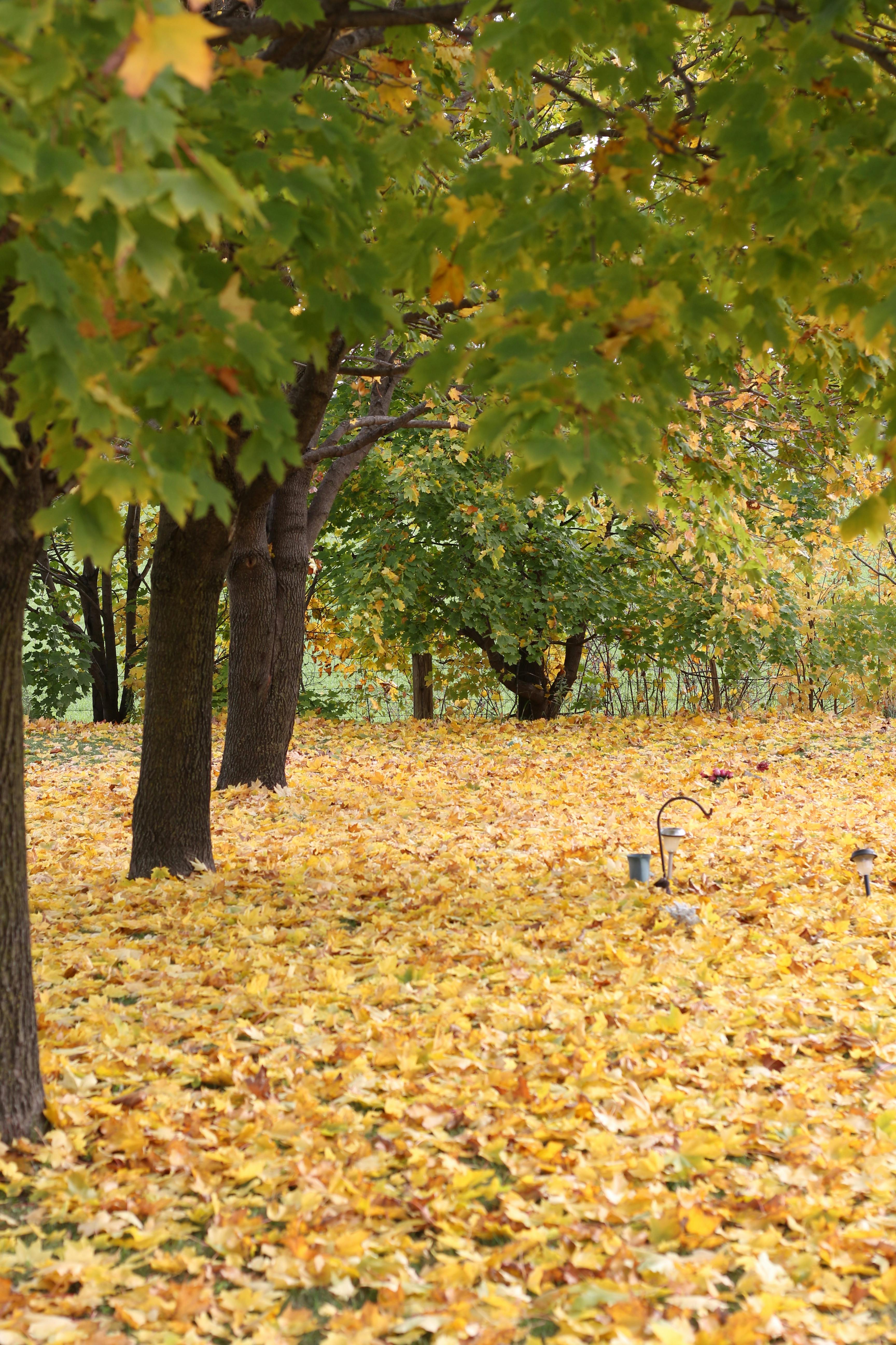 Transformation Management