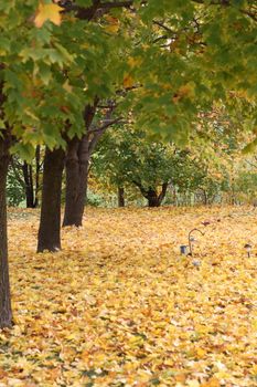 Vibrant autumn leaves carpeting a park in Elmira, Ontario, showcasing vivid fall colors.