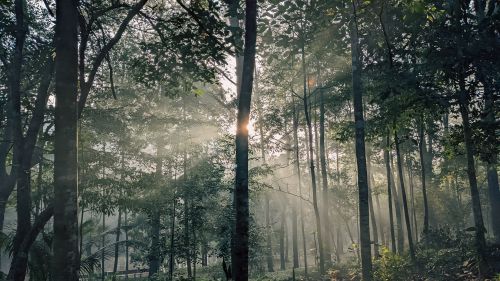 Free Sunlight filtering through trees in a peaceful forest setting in Vietnam. Stock Photo