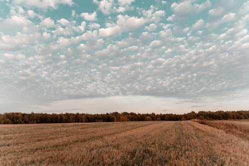 曇り空の下の農地