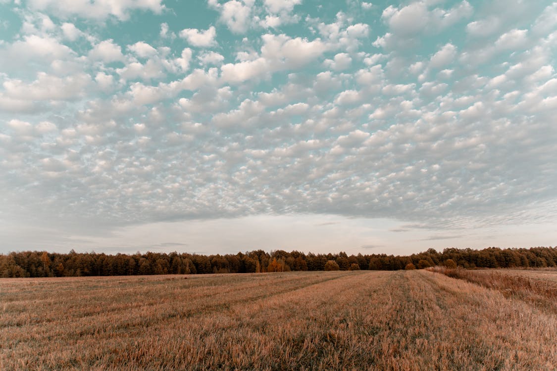 多雲的天空下的農業土地
