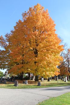 A magnificent autumn tree with colorful leaves stands in Elmira cemetery, capturing the essence of fall.