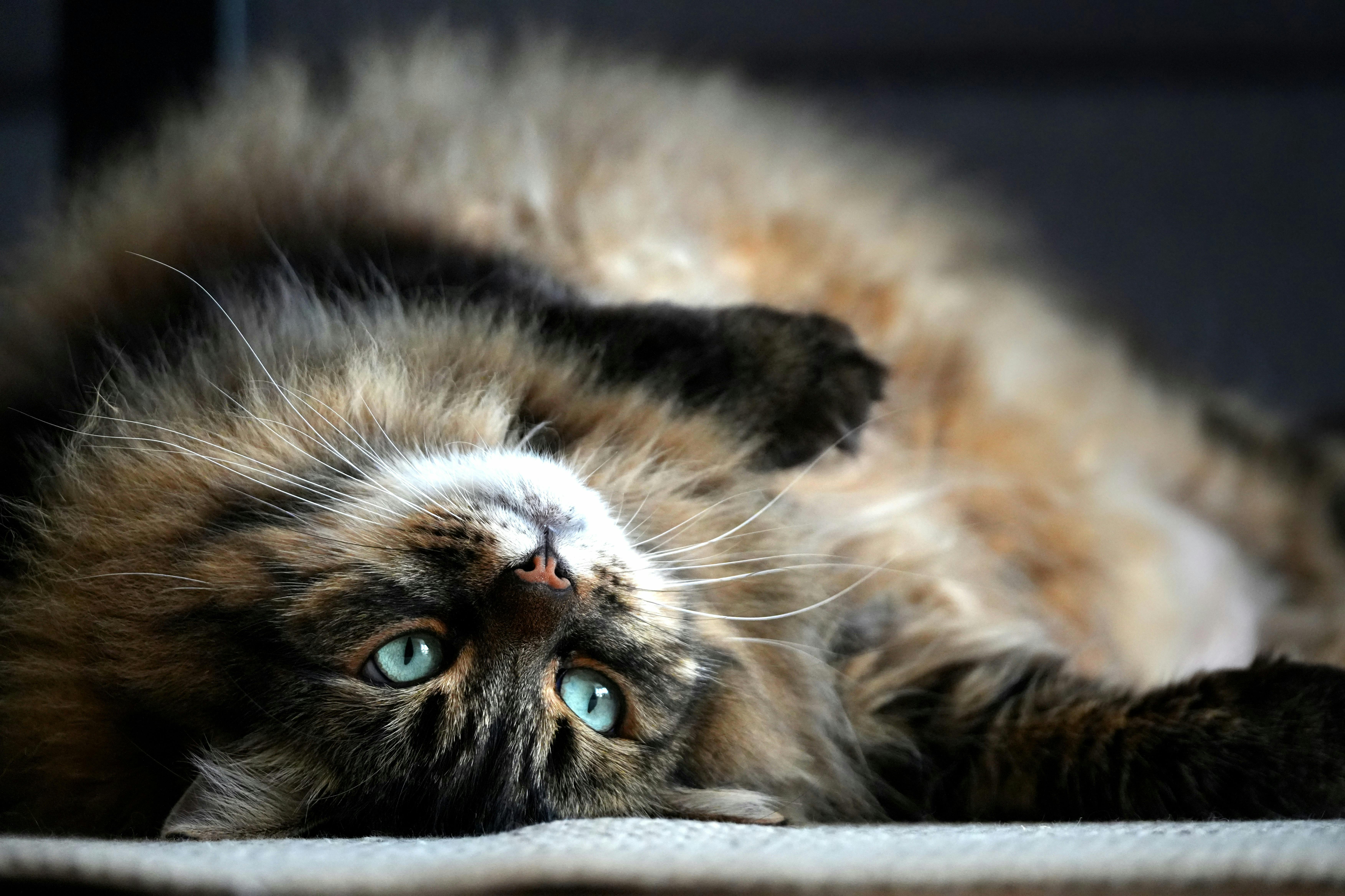 Domestic Longhair Cat Insurance UK