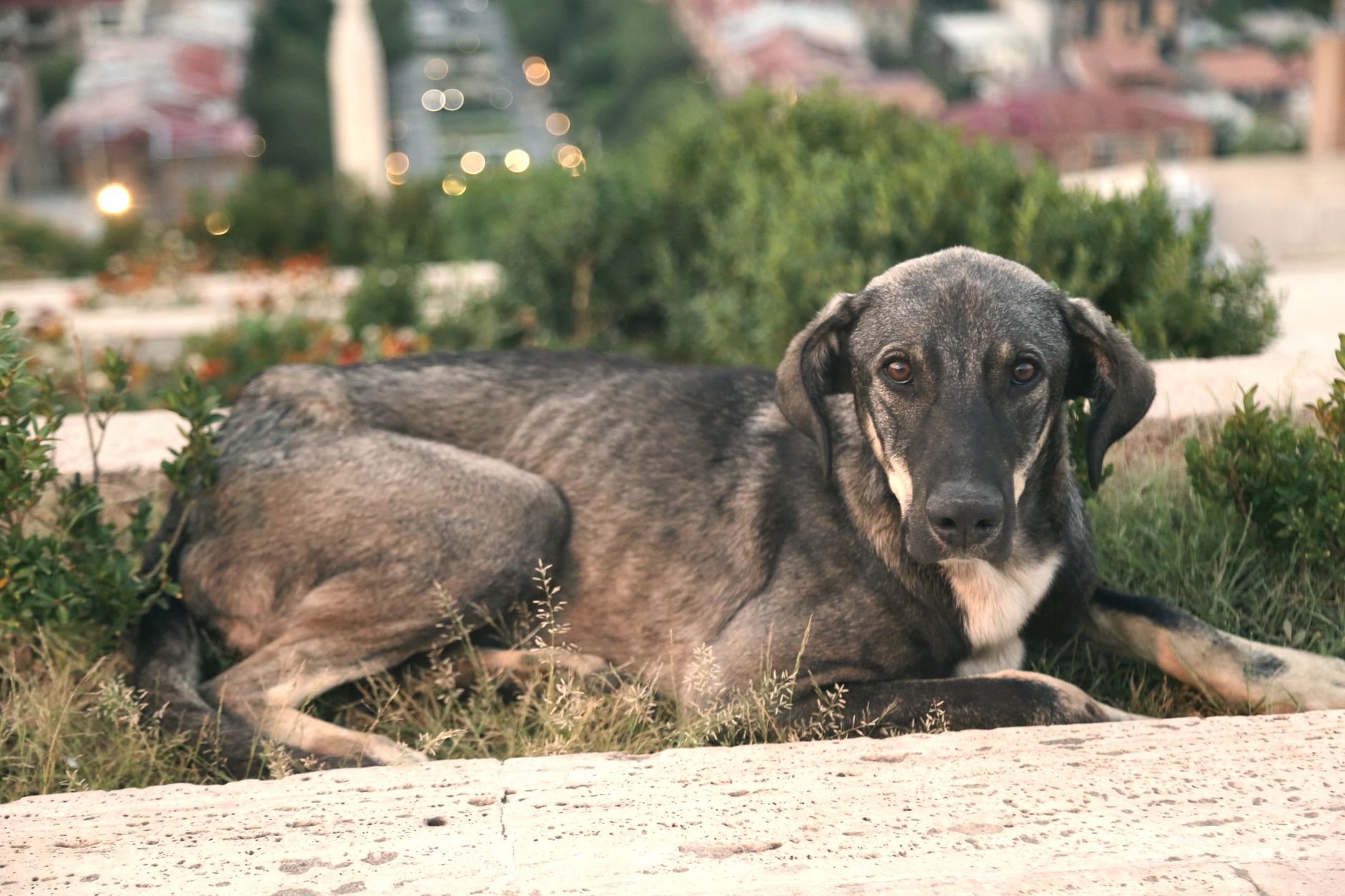 Portrait of a dog at a veterinary clinic