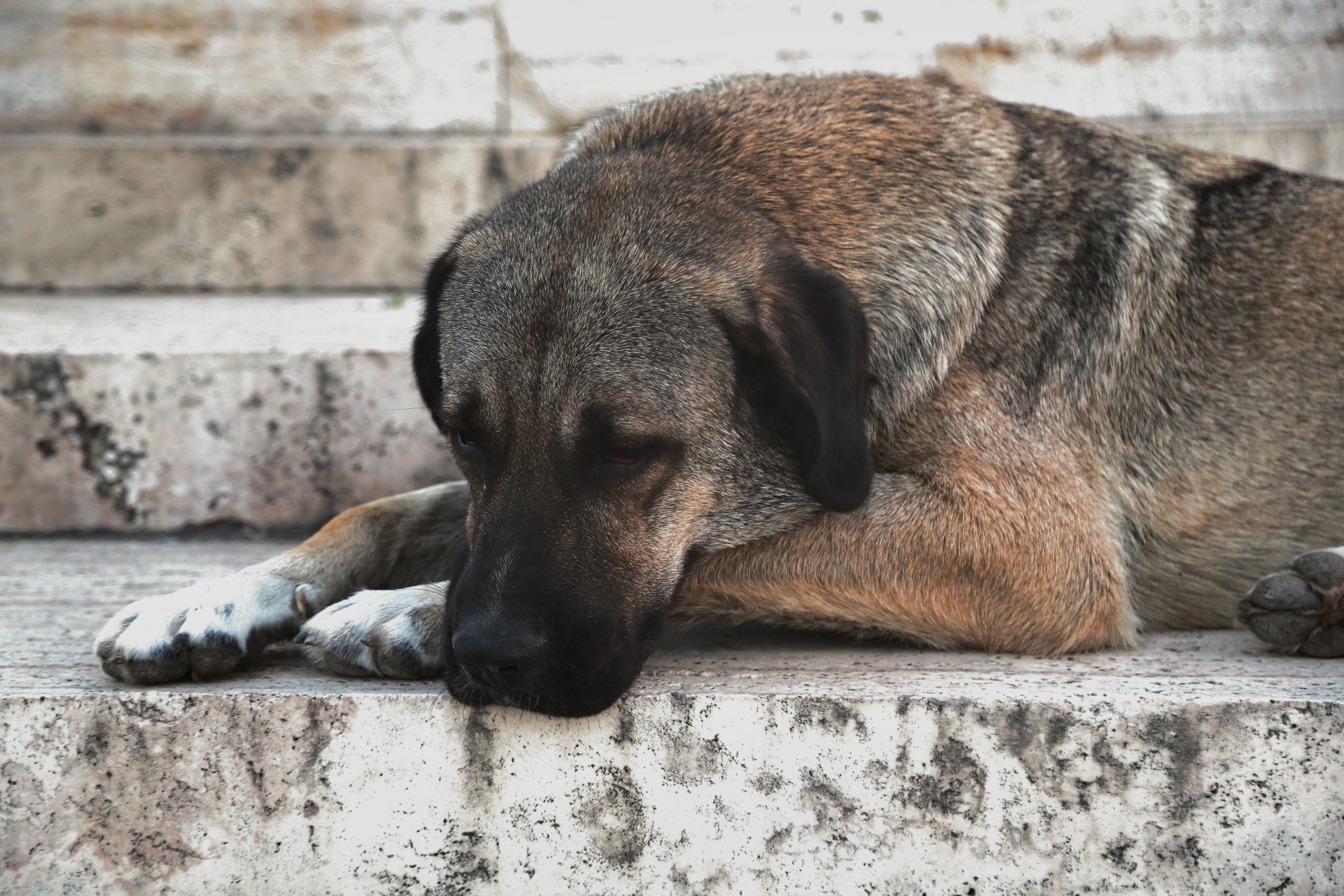 A tired Anatolian Shepherd dog rests on marble steps, capturing a serene outdoor scene.