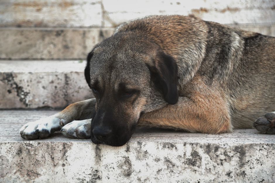 A tired Anatolian Shepherd dog rests on marble steps, capturing a serene outdoor scene.