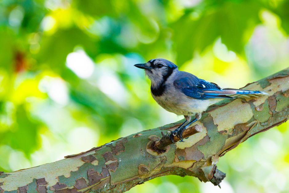 Benefits of Bird-Friendly Trees