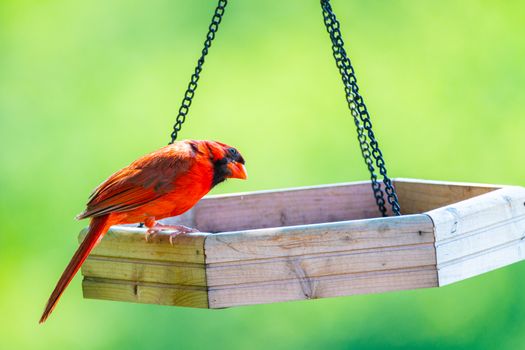 A stunning red cardinal perched on a wooden bird feeder with a blurred green background.