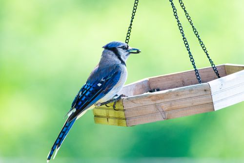 Free Blue Jay perched on a wooden feeder in Canonsburg, Pennsylvania. Stock Photo
