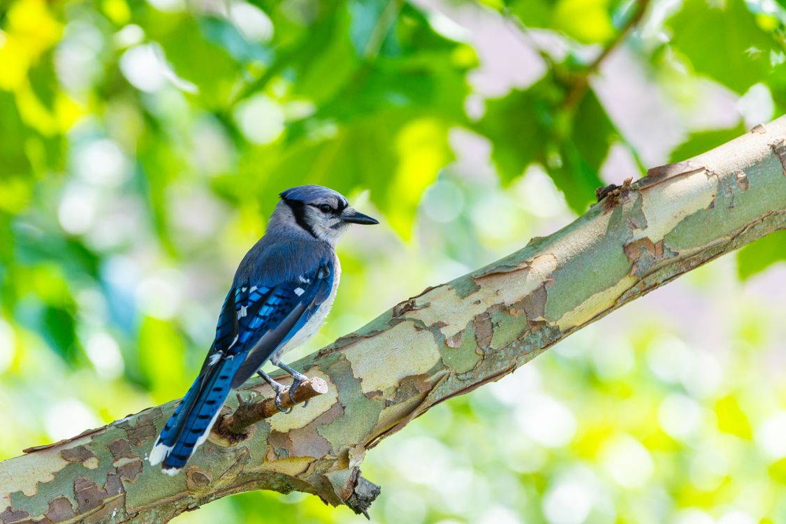 Jay Tree Blue Jay Perched on Tree Branch in Summer · Free Stock Photo
