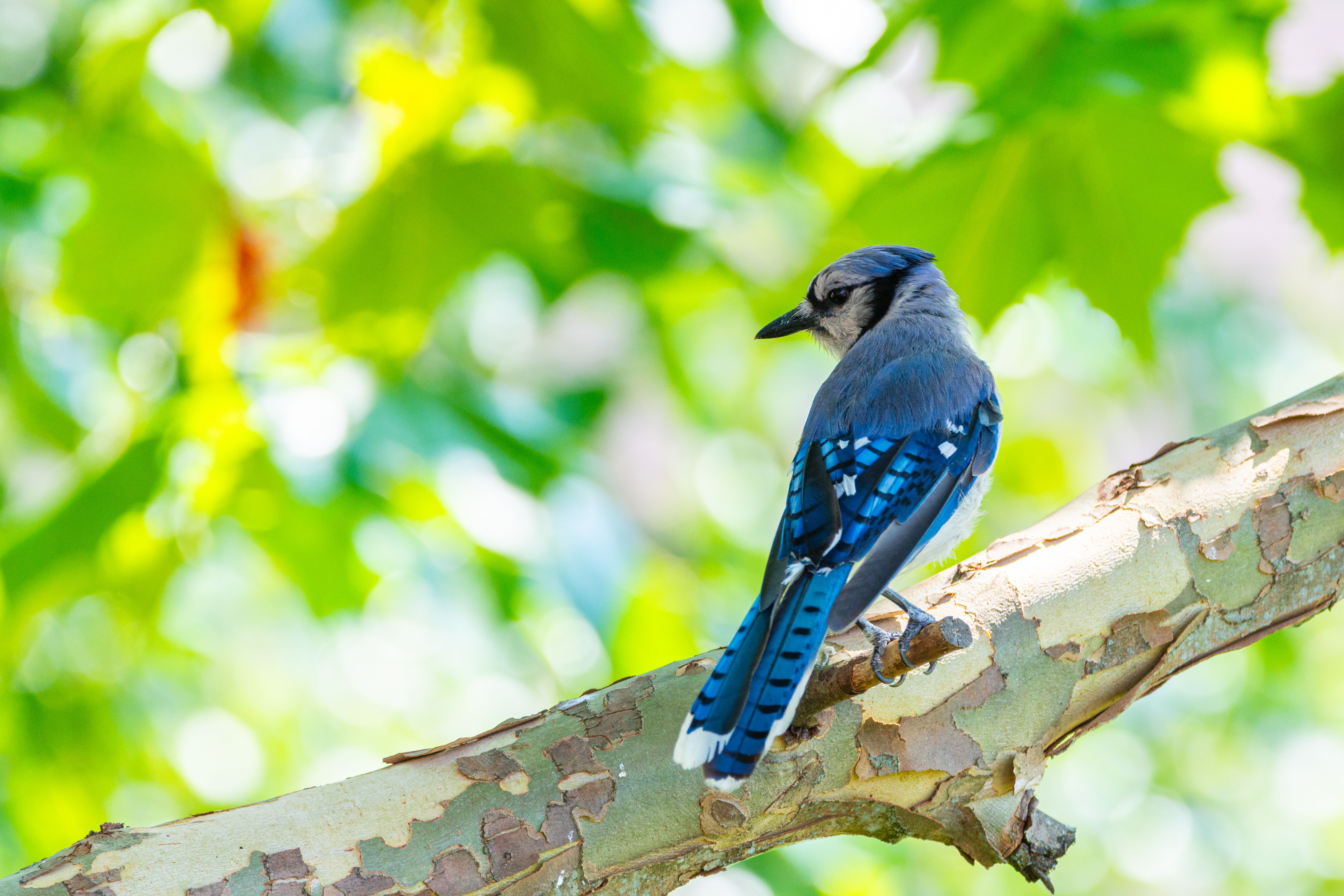 Blue Jay Perched on a Tree Branch in Summer · Free Stock Photo