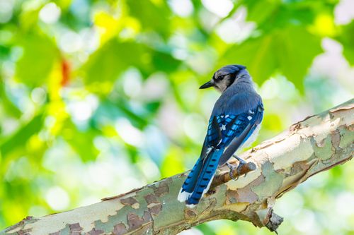 Free A vibrant blue jay sits on a tree branch with lush green leaves in Canonsburg, PA. Stock Photo