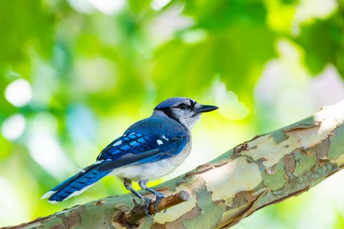 Free Close-up of a Blue Jay sitting on a branch with a vibrant green background, captured in Canonsburg, Pennsylvania. Stock Photo