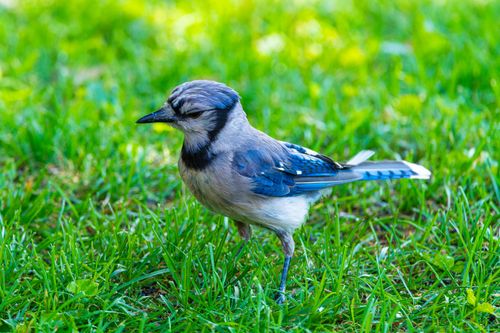 Free Vibrant blue jay standing on lush green grass in Canonsburg, Pennsylvania. Stock Photo
