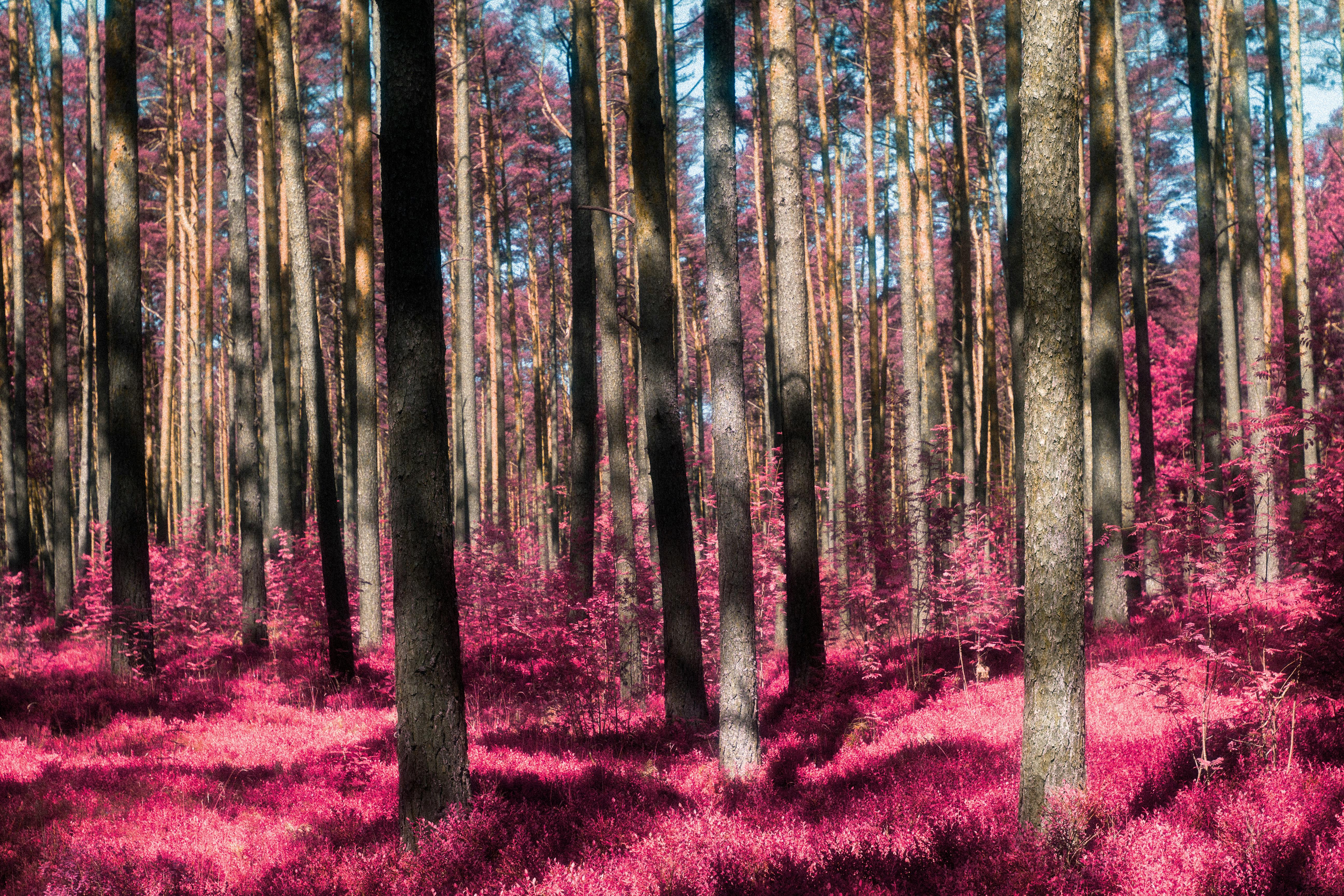 A surreal infrared photograph capturing a forest with vivid magenta foliage and tall trees.