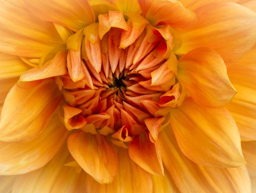 Free A detailed macro shot of a radiant orange dahlia flower in full bloom, showcasing its spiral petal structure. Stock Photo