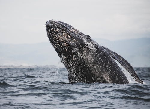 Δωρεάν στοκ φωτογραφιών με άγρια φύση, άγριο ζώο, γκρίζα φάλαινα
