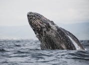 令人惊叹的座头鲸闯入海洋，展示海洋野生动物