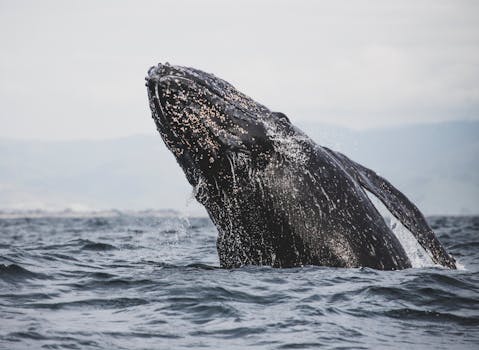 座头鲸闯入海洋的景象令人惊叹，展现了海洋野生动物的魅力