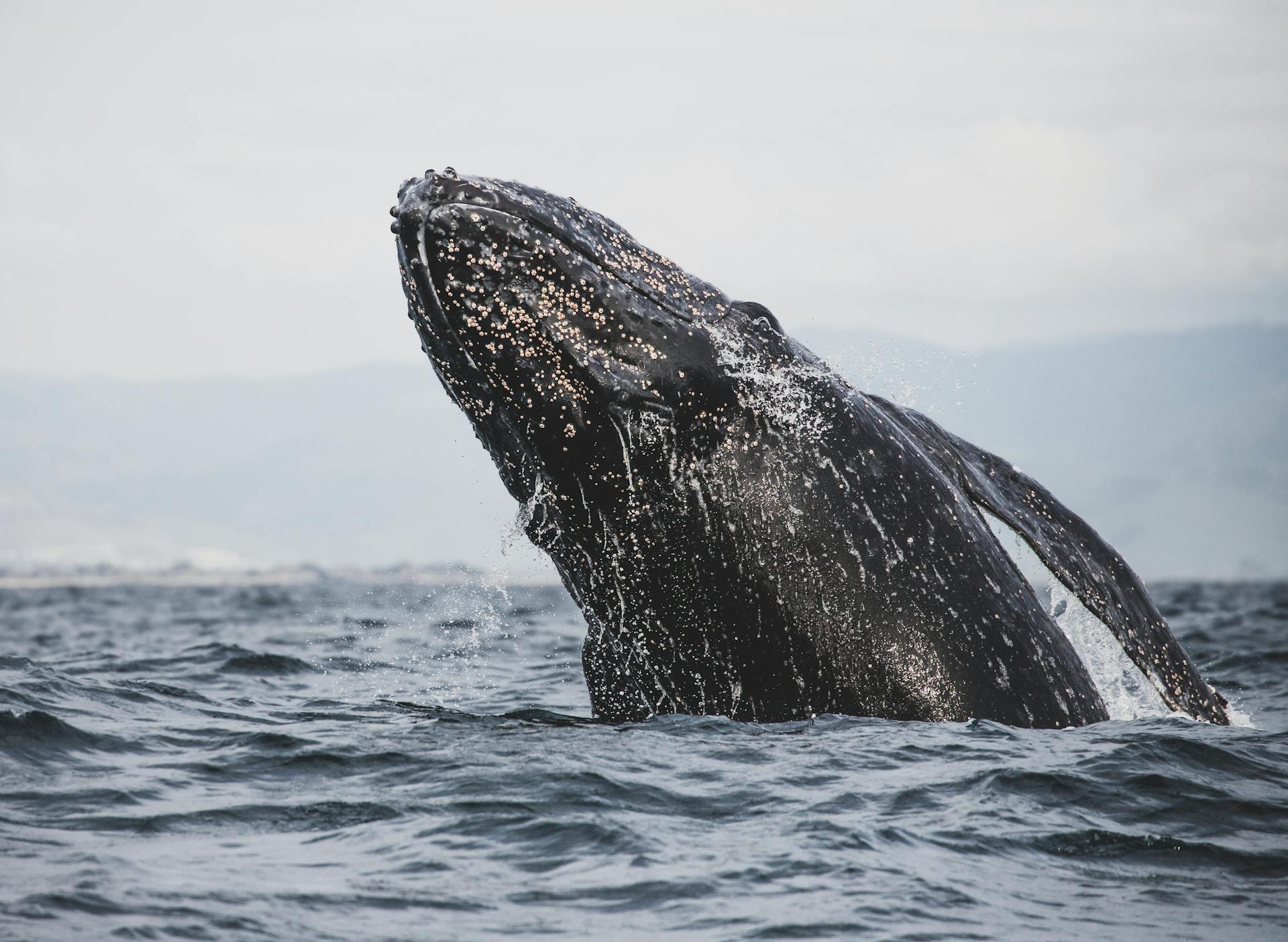 Gray Whale