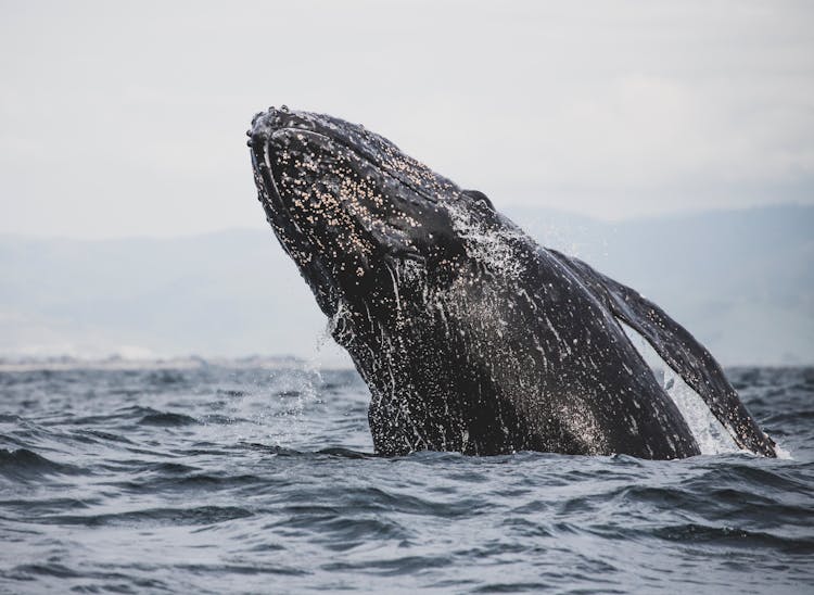 Gray Whale