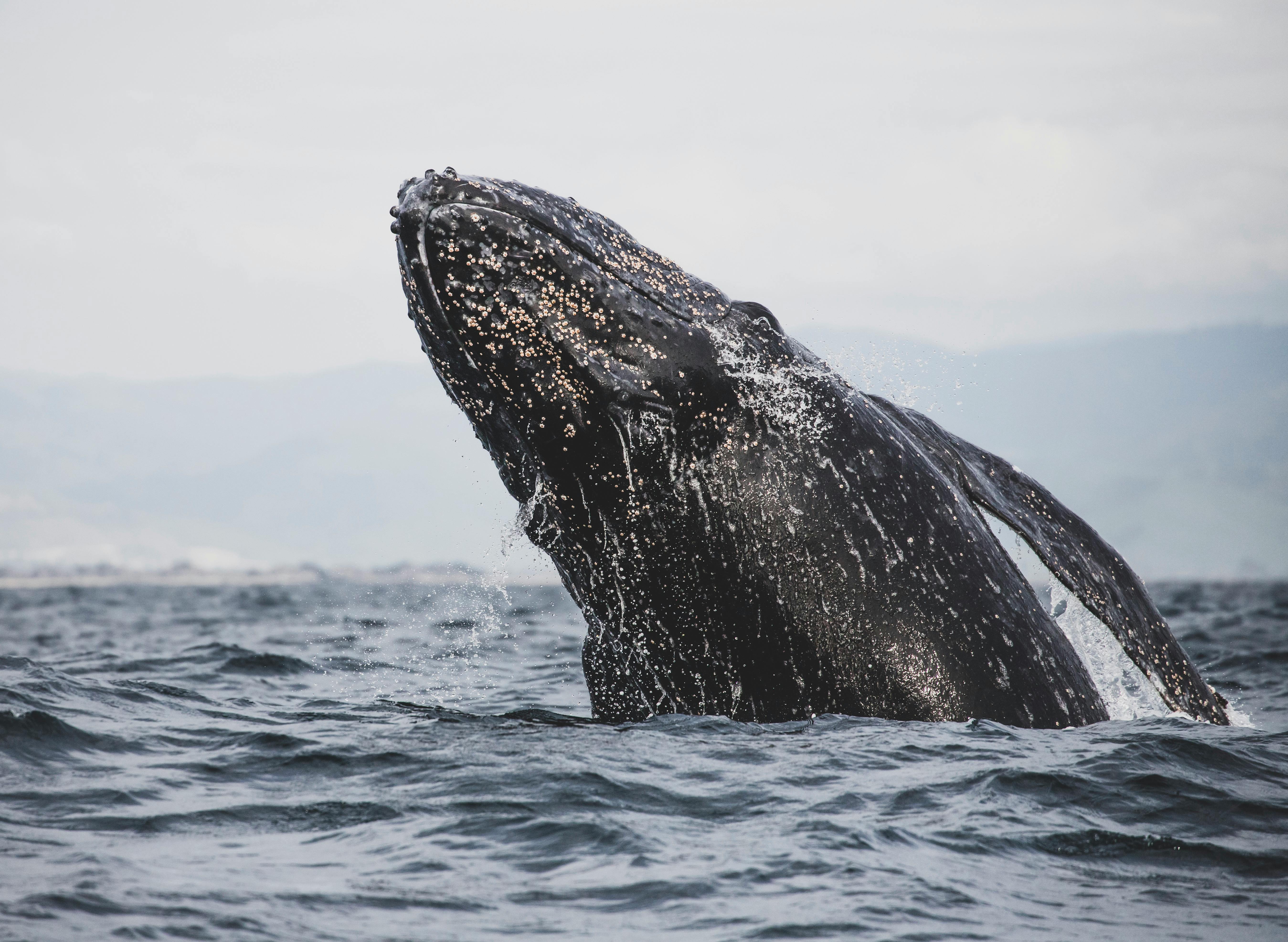 Gray Whale · Free Stock Photo