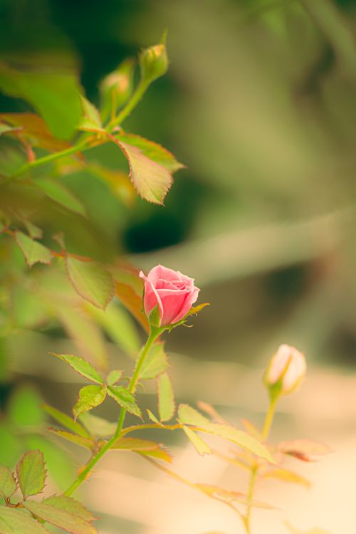 Free A beautiful pink rose bud amidst green foliage captured with a dreamy, soft focus effect. Stock Photo
