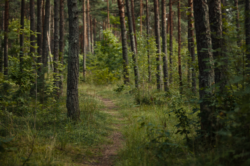 Free Serene forest trail surrounded by lush trees and greenery, perfect for nature walks and forest bathing. Stock Photo