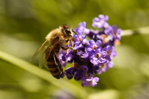 Free Detailed view of a honeybee gathering nectar from vibrant lavender flowers, showcasing pollination in action. Stock Photo