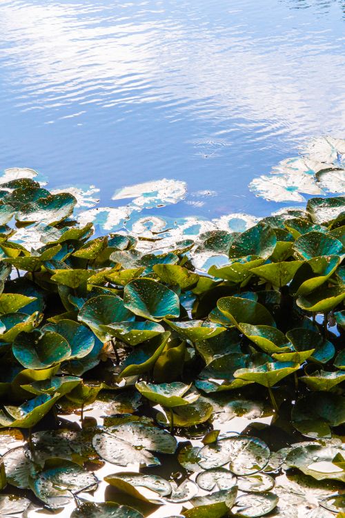 Free Tranquil image of lily pads floating on a calm lake in Bayern, Germany. Stock Photo