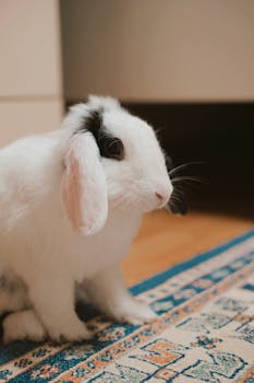 Cute white and black Holland Lop rabbit sitting on a patterned rug indoors.