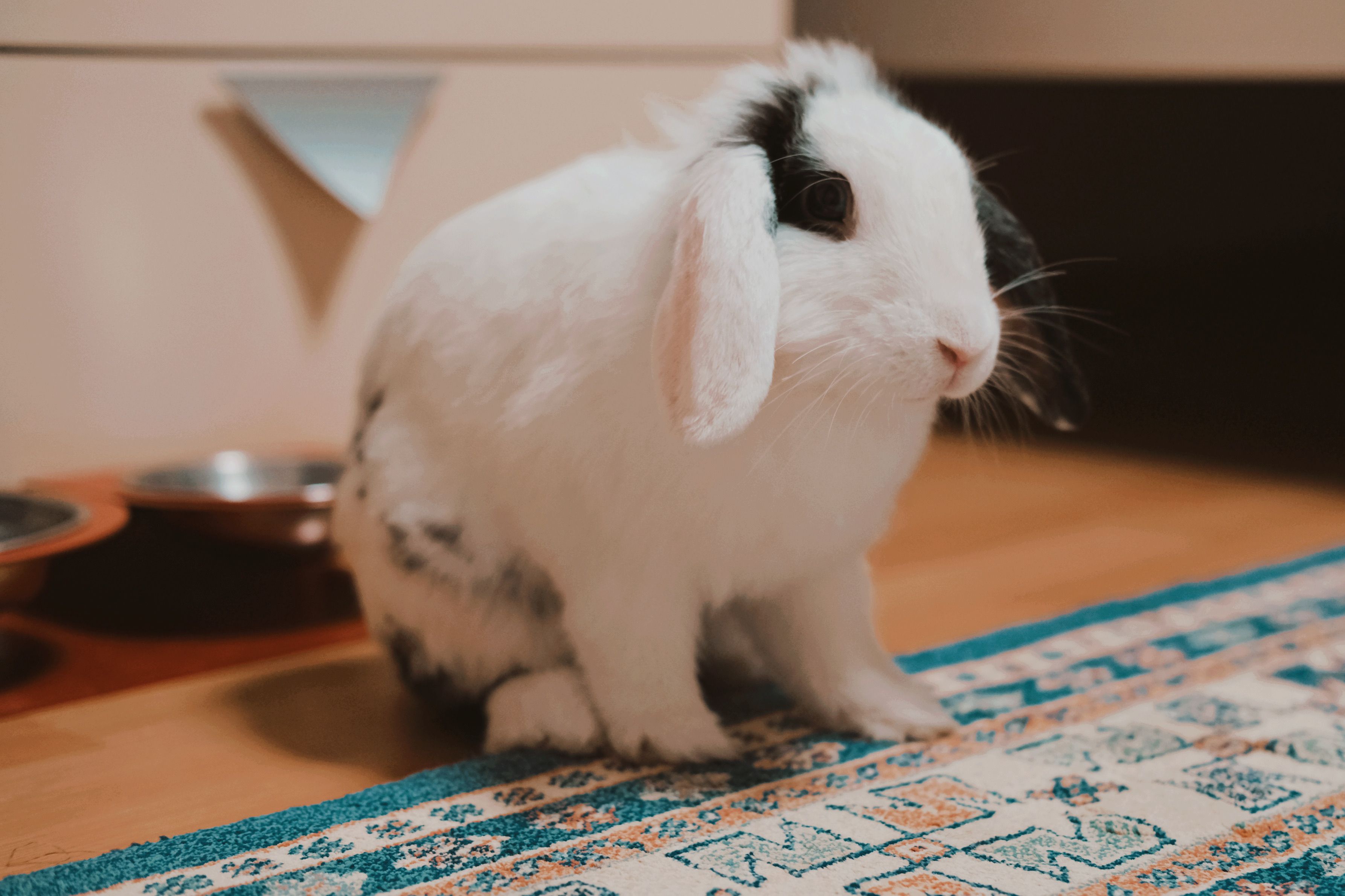 Adorable Holland Lop Rabbit Indoors on Rug · Free Stock Photo