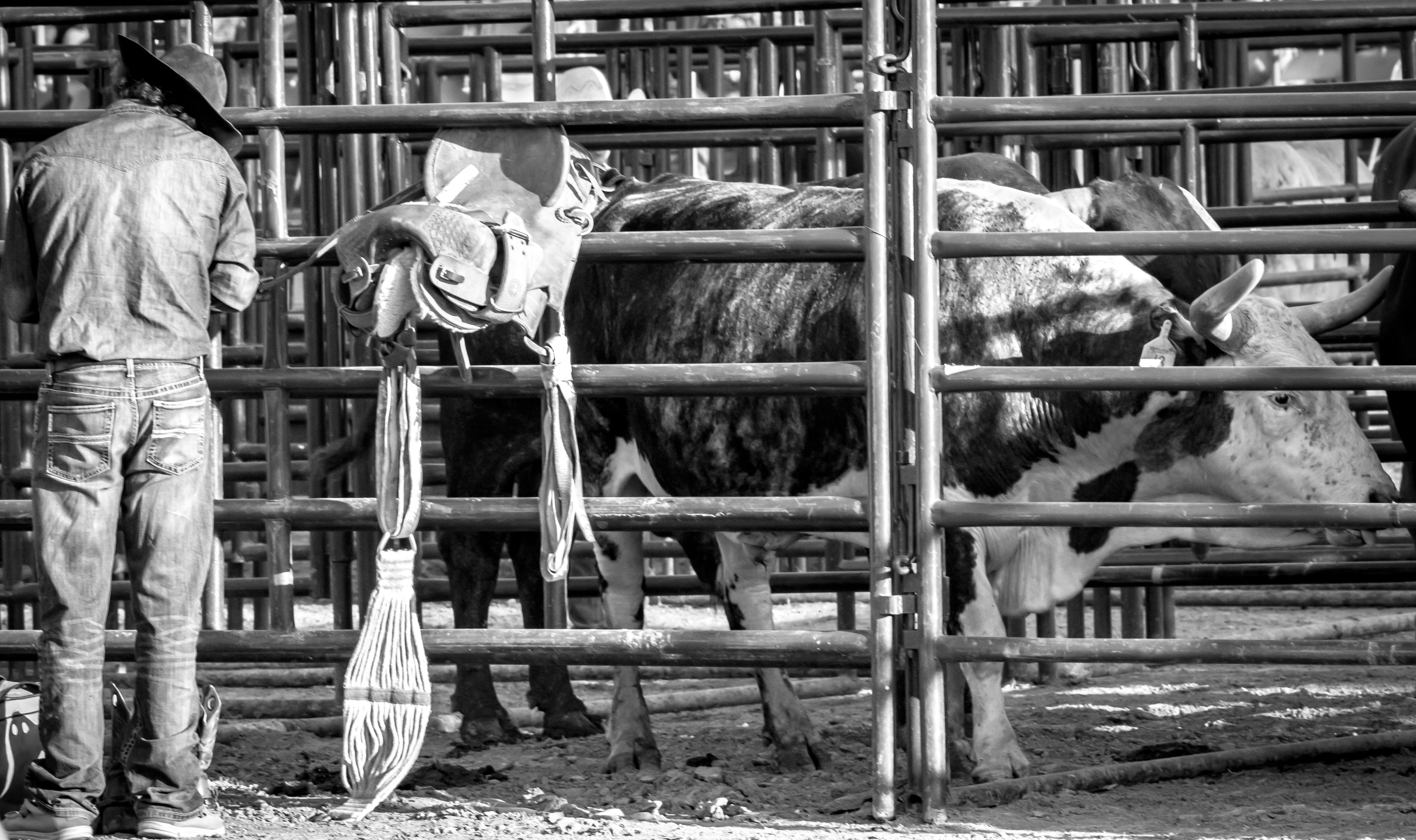 How to dress for a Tennessee cattle auction