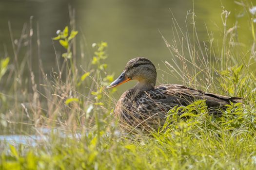 A mallard duck rests amidst lush grass by the water's edge.