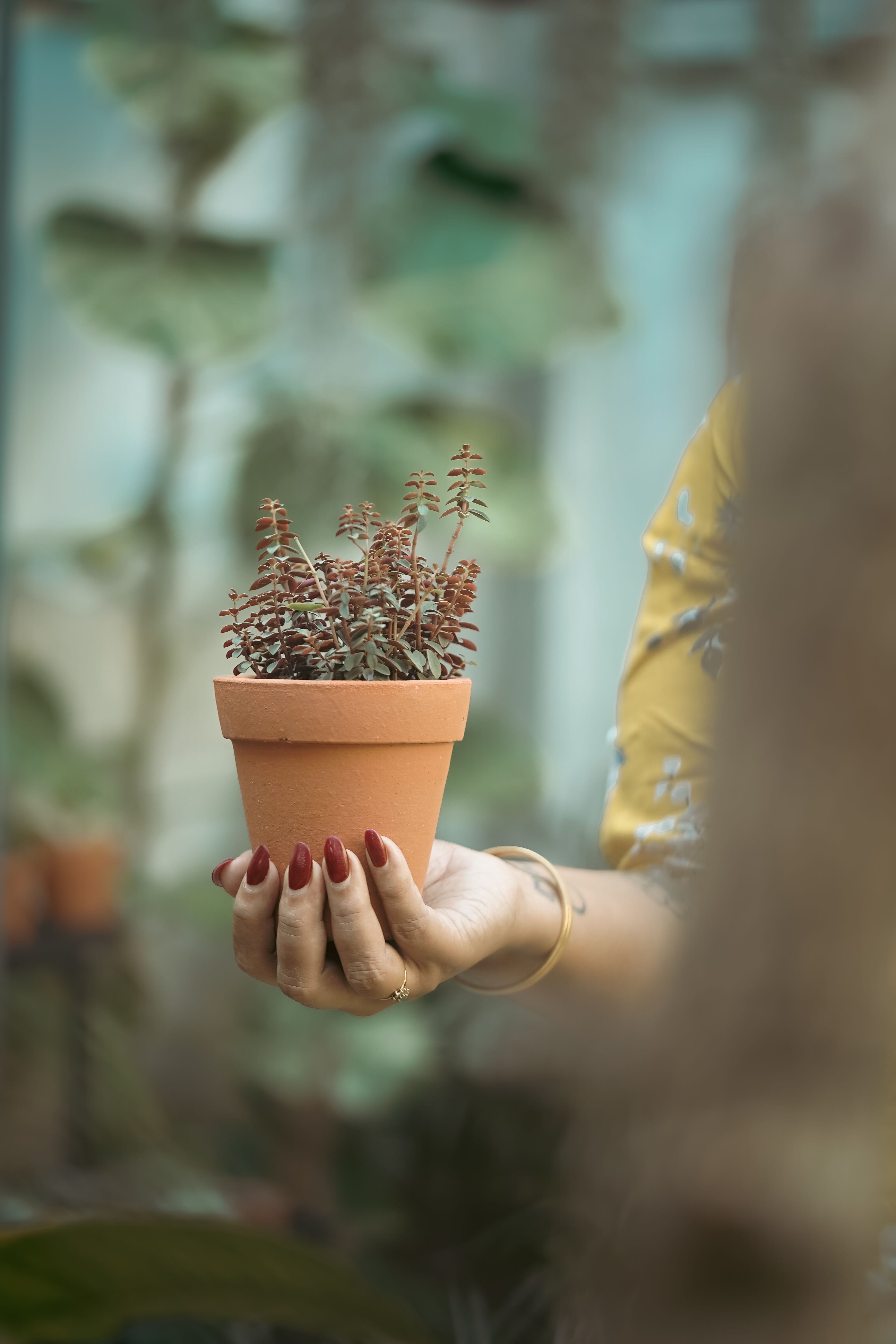 Woman Holding Potted Plant in Indoor Garden · Free Stock Photo