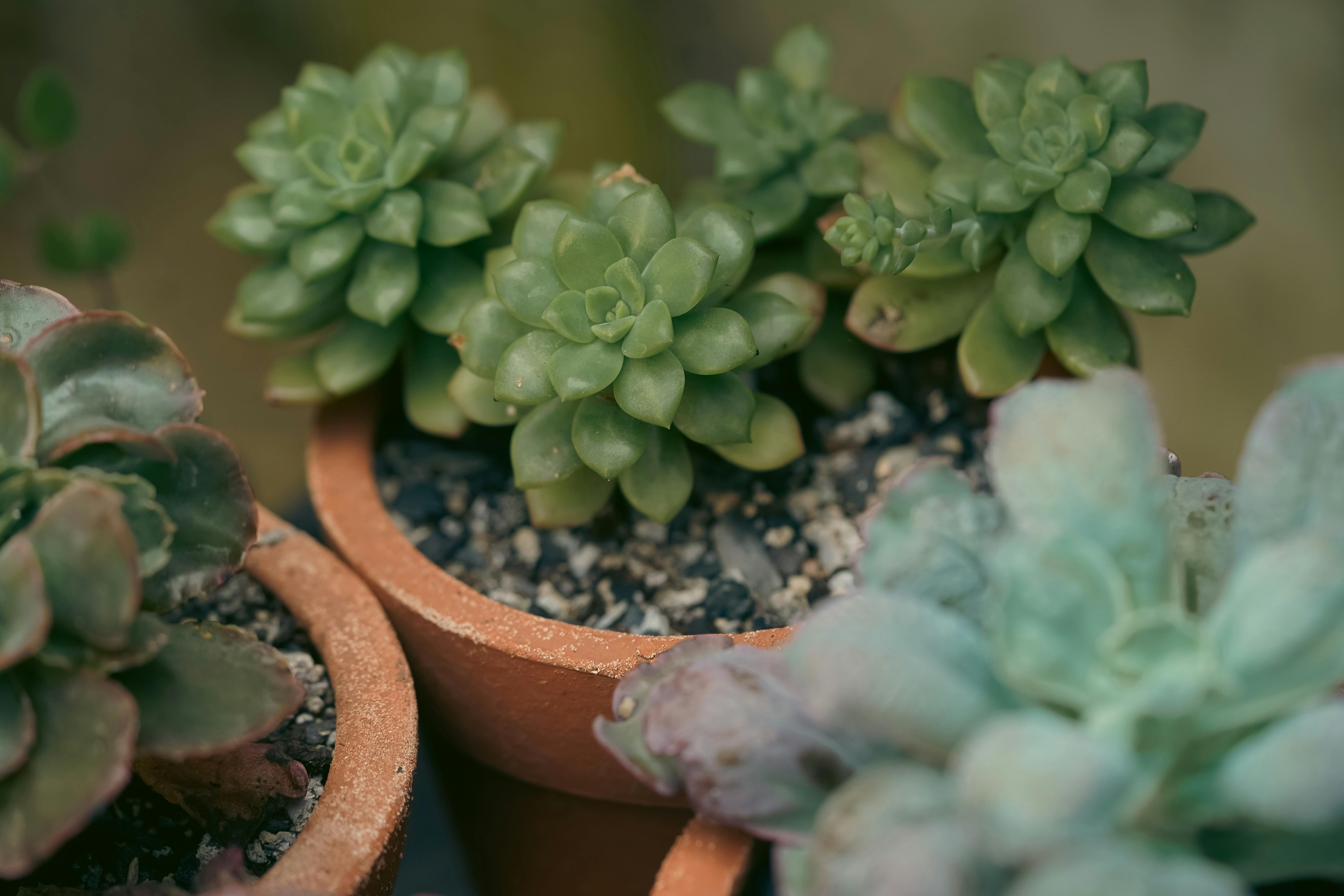 初心者でも育てやすい観葉植物５選