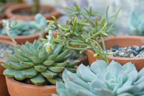 Free A detailed view of various succulent plants thriving in terracotta pots, showcasing lush greenery. Stock Photo