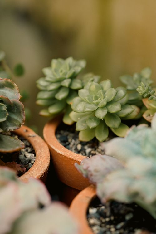 Free A detailed close-up of lush succulents in terracotta pots, perfect for garden decor inspiration. Stock Photo