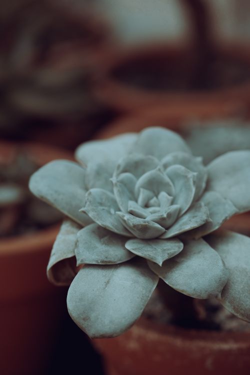 Free Close-up of a grey Echeveria succulent plant in a terracotta pot, highlighting its intricate leaf patterns. Stock Photo