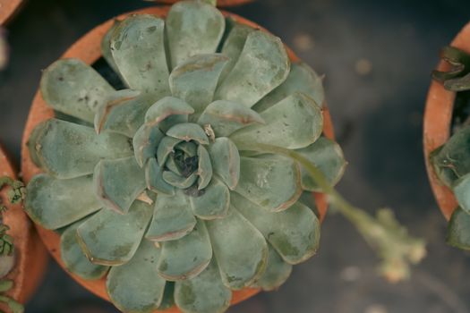 Echeveria Succulent Plant — gift idea