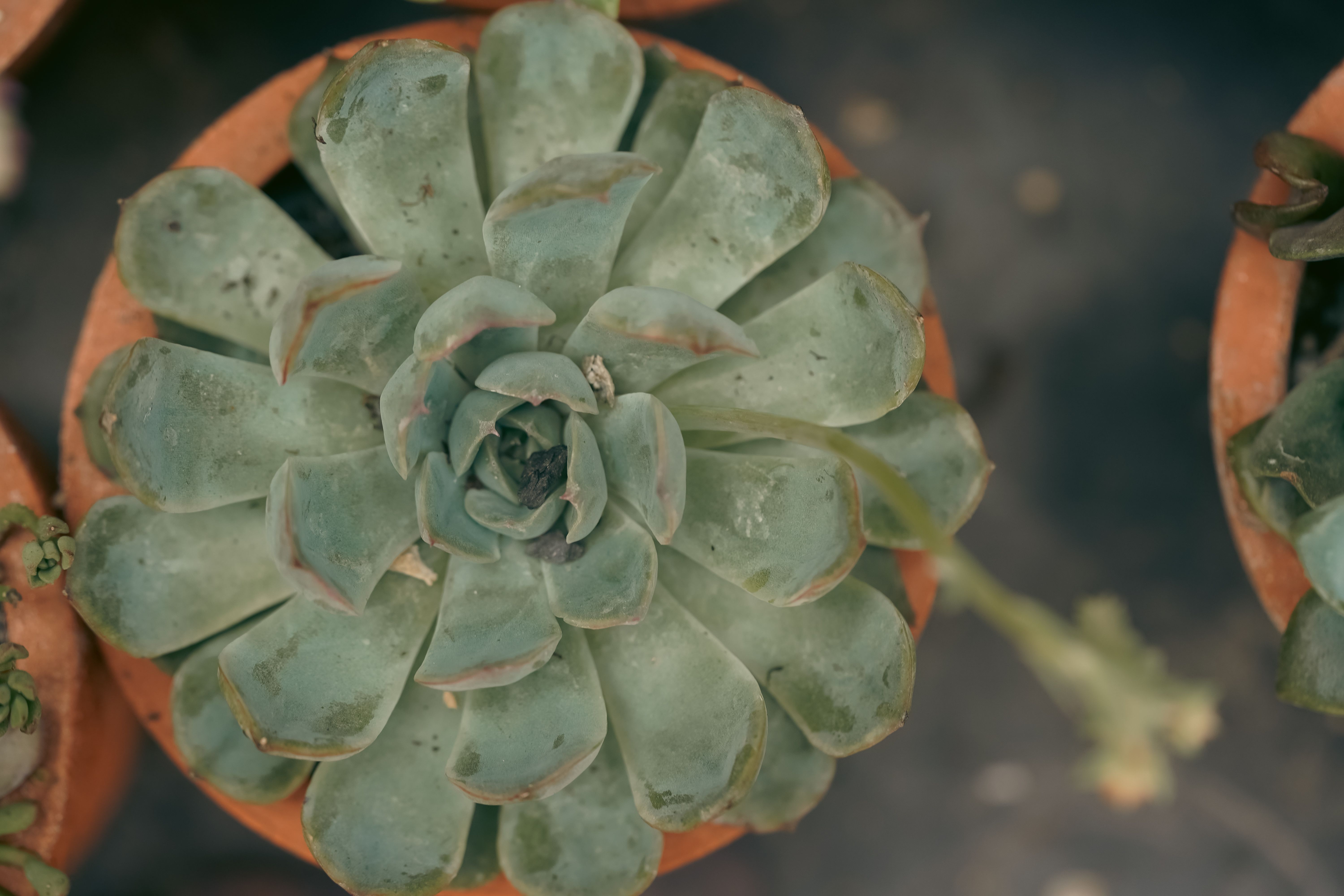 Scale On Succulents Photos, Download The BEST Free Scale On Succulents  Stock Photos & HD Images