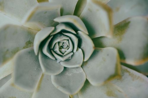 Free Detailed close-up of an Echeveria with lush green rosette leaves, perfect for plant lovers. Stock Photo