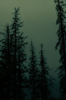 Dark and mysterious forest silhouettes beneath a moody twilight sky in Mendoza, Argentina.