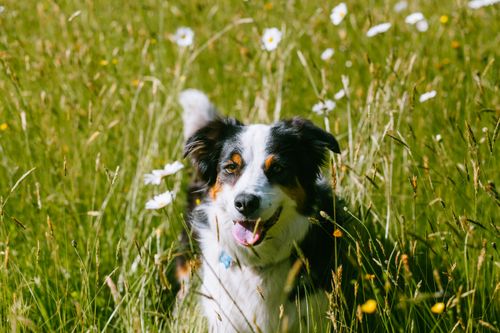 Free Happy Australian Shepherd playing joyfully in a sunny field of daisies. Stock Photo