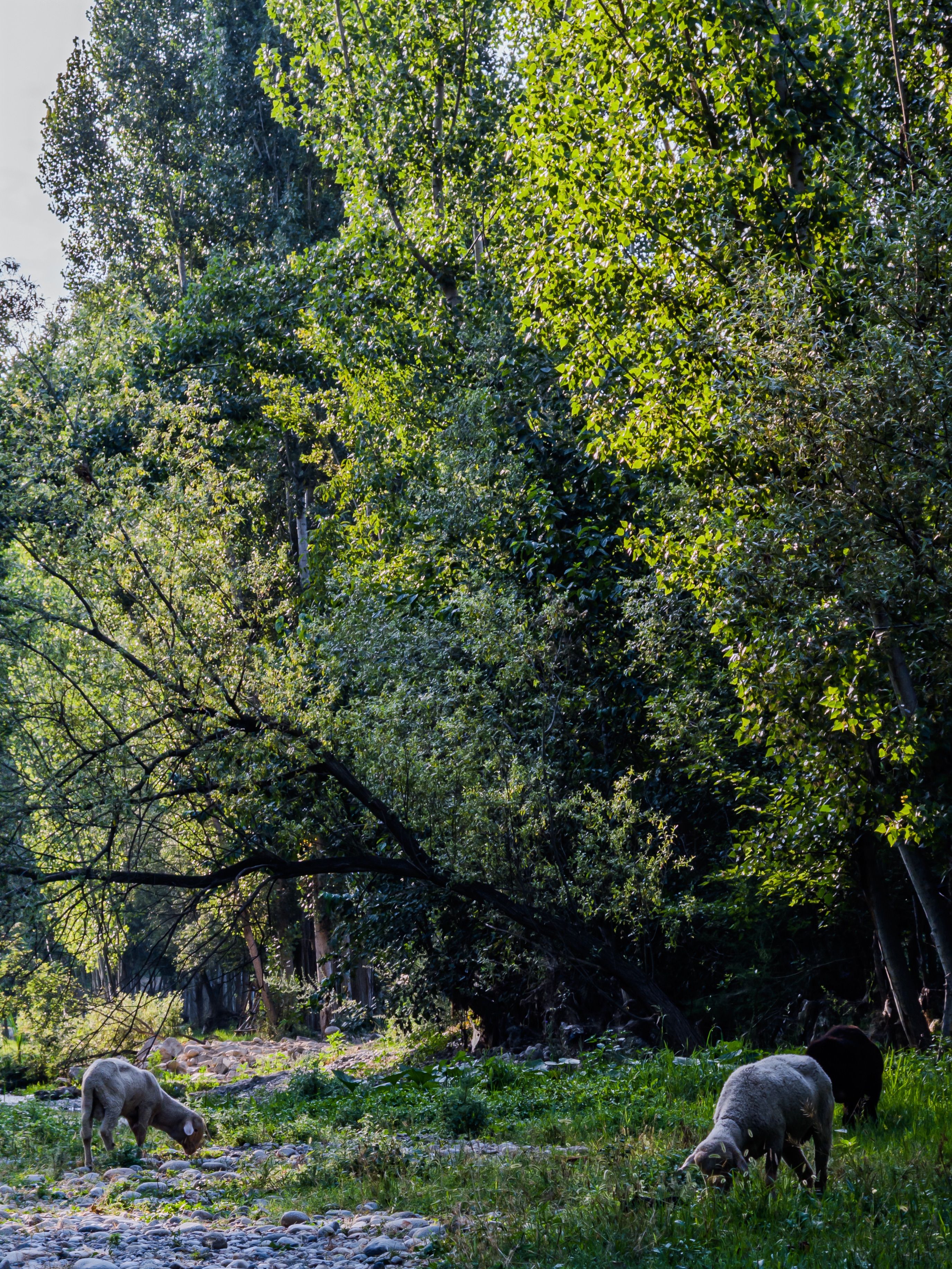 Grazing Sheep in Peaceful Fergana Forest · Free Stock Photo