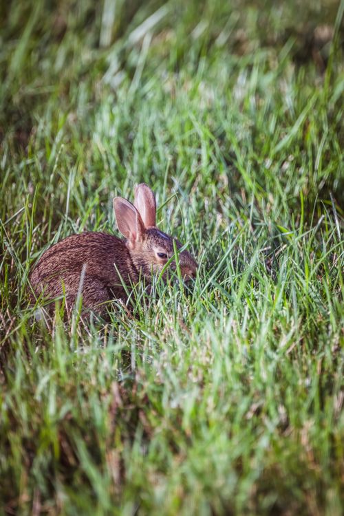 Free Cute wild rabbit blending into the lush green grass, showcasing natural camouflage in the countryside. Stock Photo