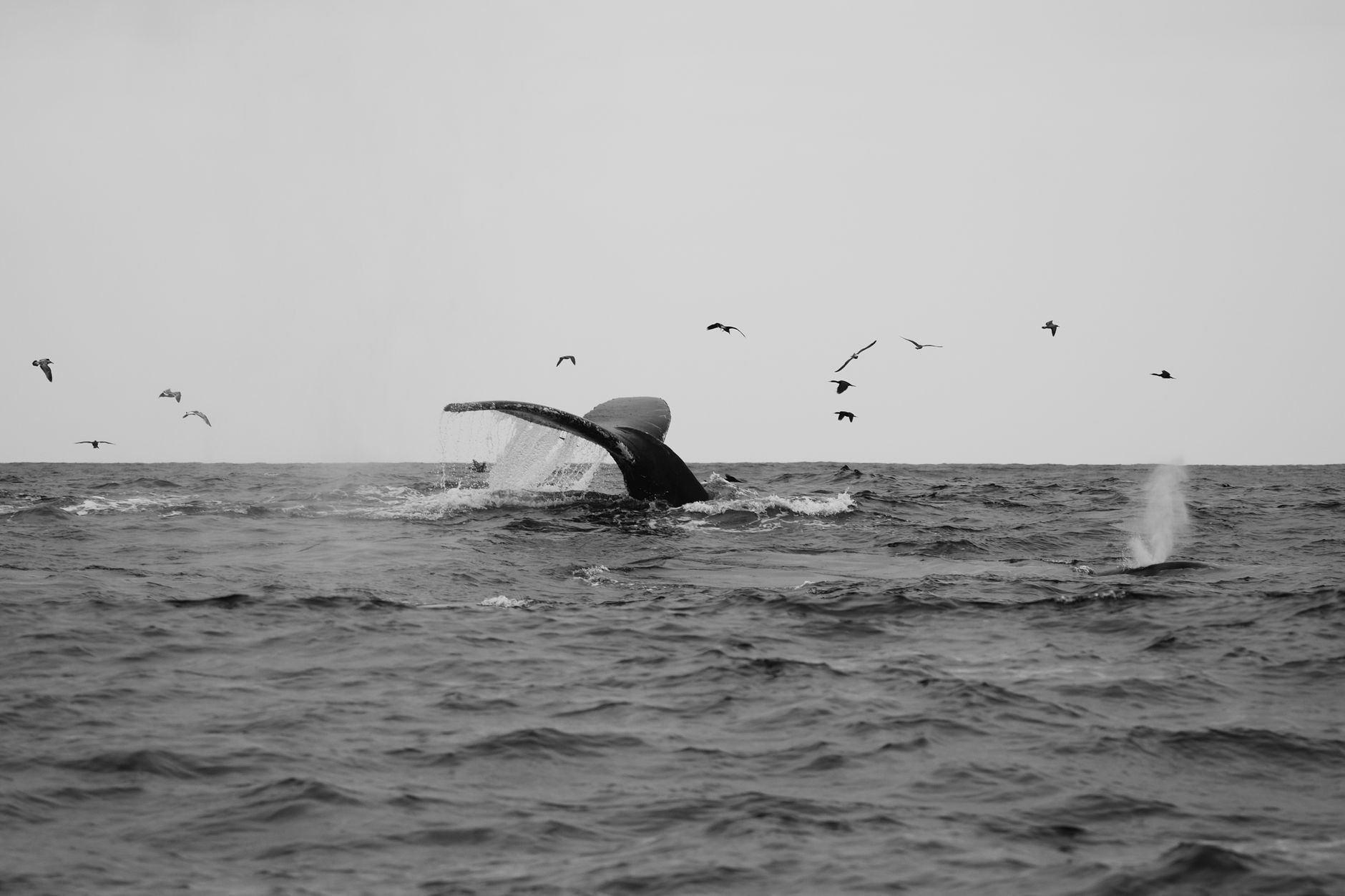 Zwart-witfoto van een walvisstaart die uit het water springt in de Stille Oceaan nabij Monterey, Californië.