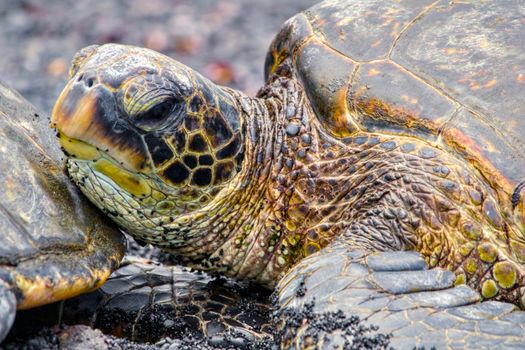 Close-up of a green sea turtle resting on black sand in Hawaii, showcasing intricate patterns and textures.